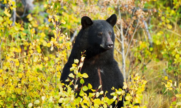 a black bear in the woods