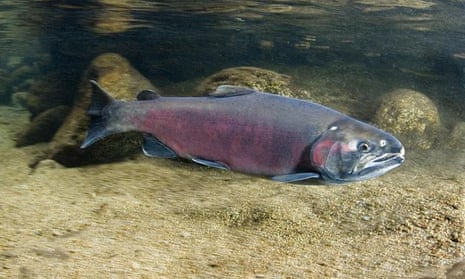 The rain and snow arrived in time for the Coho salmon spawning season.