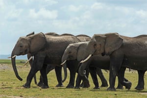 Elephants head towards hay delivered by a Kenya Wildlife Services (KWS) ranger at the Amboseli National Park
