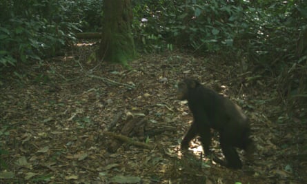A chimp caught on camera trap in Olam’s concession area
