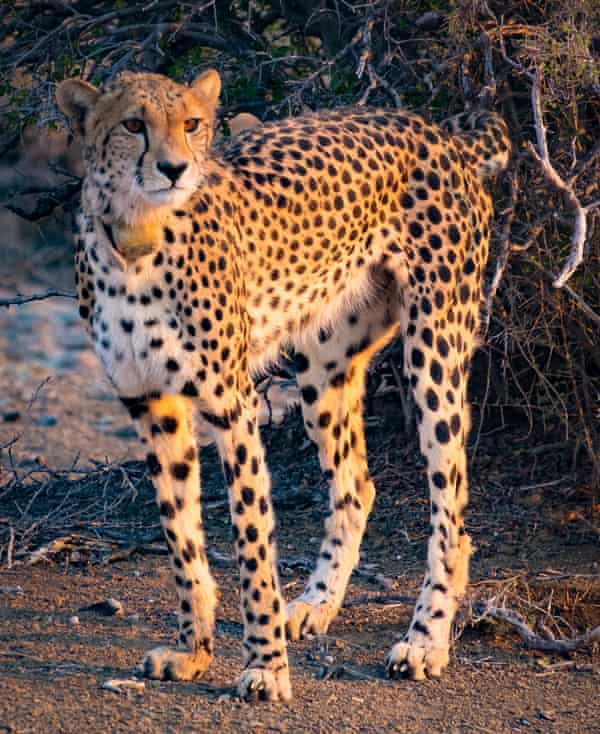 a cheetah.