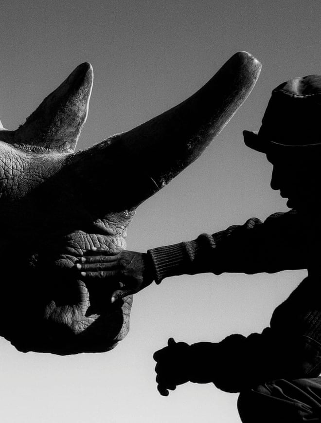Davison visited Ol Pejeta to photograph Najin and Fatu with their caretaker Zacharia. Using eggs harvested from Najin and Fatu, as well as sperm from the last males, they have managed to create, so far, five embryos. These now wait, in deep freeze, for the day when it might be possible to kindle them into life