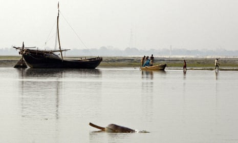 The Indian Gangetic Dolphin
