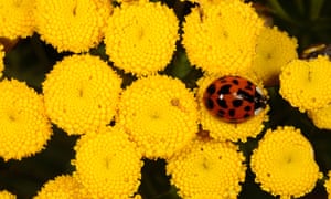 ladybug harlequin