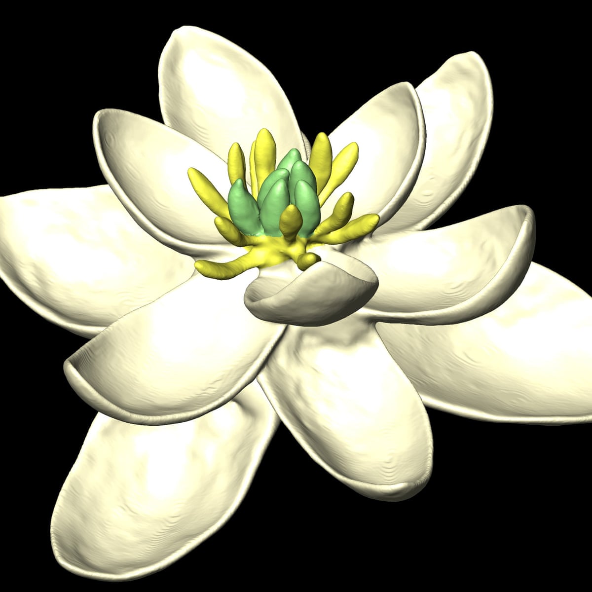 We Now Know What The First Flower Looked Like But When Did It Bloom Science The Guardian We Now Know What The First Flower Looked Like But When Did It Bloom Science The Guardian