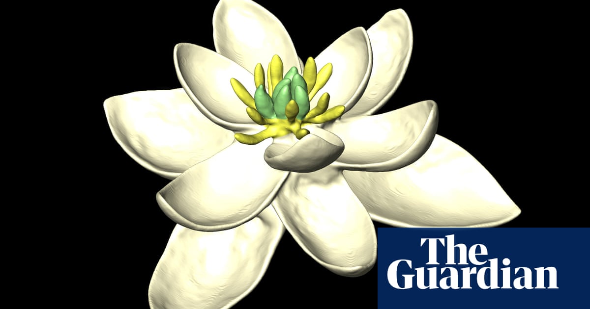 We Now Know What The First Flower Looked Like But When Did It Bloom Susannah Lydon Science The Guardian