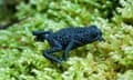 A small black toad with a skin covered in small nodules crawls on moss