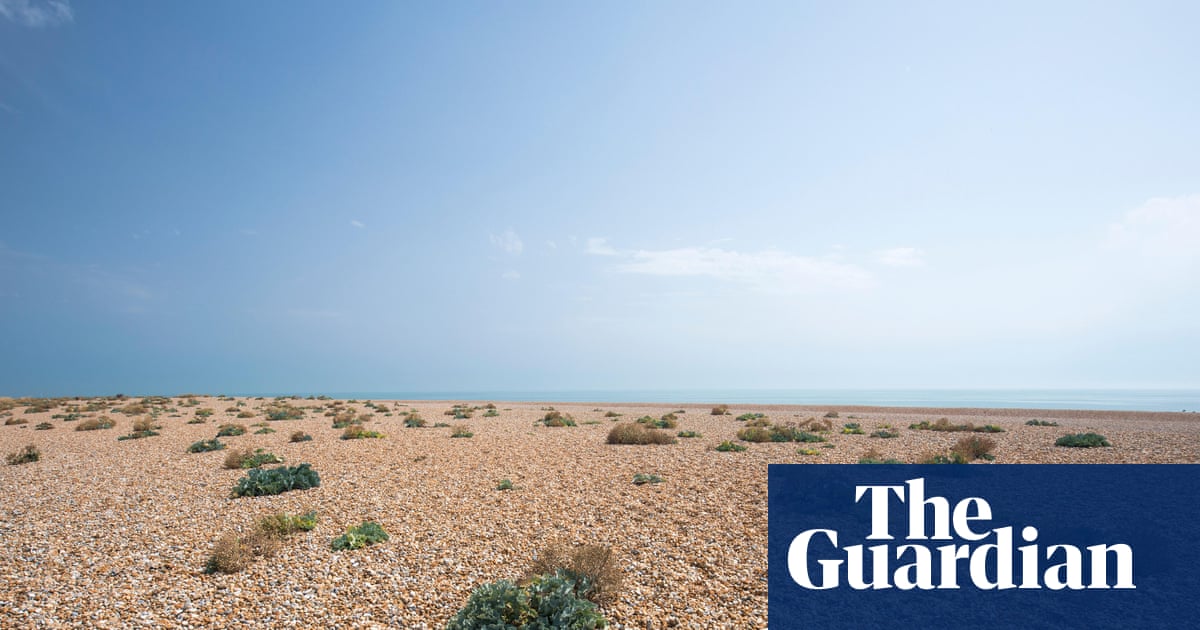 Country diary 1976: Dungeness is a desert with variety