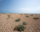 Country diary 1976: Dungeness is a desert with variety