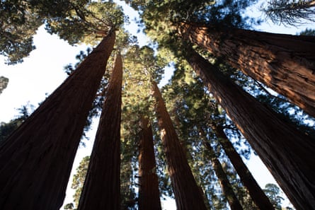 Looking up into the canopy of a group of healthy sequoias.