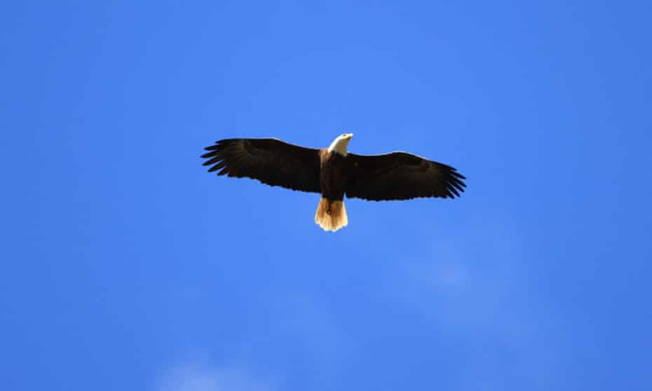 A bald eagle flies overhead in Ponte Vedra Beach, Florida. 