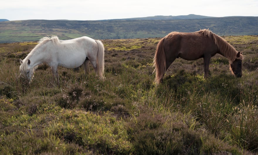 Wild ponies at the top of Hatterall Hill.