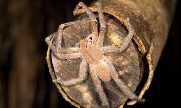 Brazilian wandering spider.
