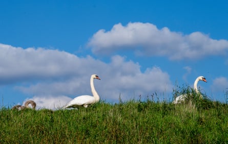 Swans walking on grass under a blue sky.
