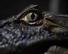 Week in Wildlife: Cornish Wallaby, Frazzled Opossum, and Rare Montagu's Harrier Chicks Documented