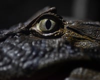 Extreme close-up of an alligator's eye and textured scaly skin, with a vertical slit pupil