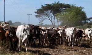 Cows at a ranch in San Silvestre, Venezuela.