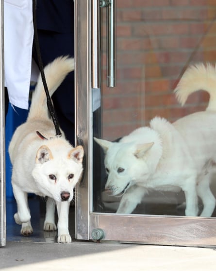 Dogs at a university veterinary hospital in Daegu, South Korea, in November 2022.