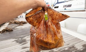 A plastic bag labelled biodegradable after three years in the marine environment.