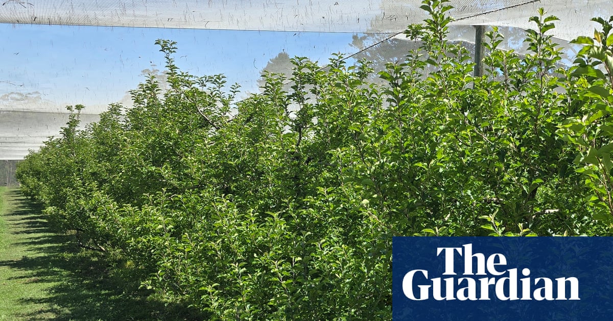 Slim pickings: what explains the unusual apple shortage in this Blue Mountains orchard?