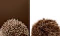 A composite picture of a hedgehog and a pompom