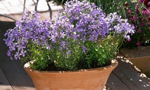 Phlox divaricata & # 39; Perfume clouds & # 39;