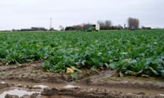 A waterlogged field where spring greens are being harvested