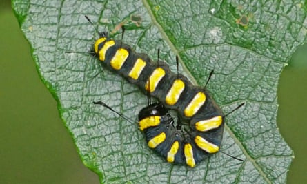 Lurid black and yellow colours make alder moth caterpillars unmistakeable