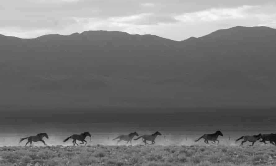 Des chevaux sauvages traversent une plaine sèche avec des montagnes en arrière-plan