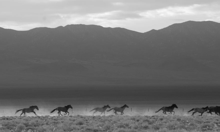 Wild horses run across a dry plain with mountains in the background