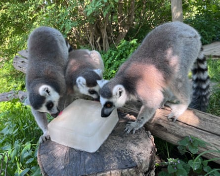 Zoo animals lick a giant ice cube.