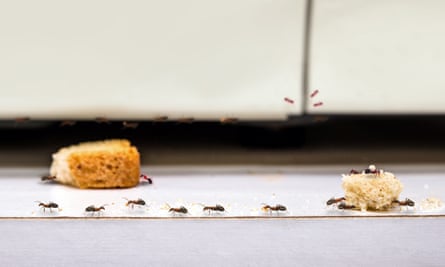 Ants form an orderly queue to get to two large crumbs on a kitchen worktop