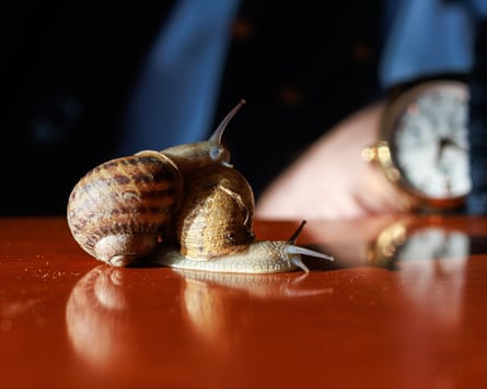 A snail on Ball’s desk