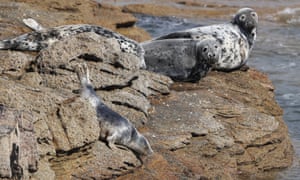 Grey seals on rocks by St Mary’s Lighthouse.