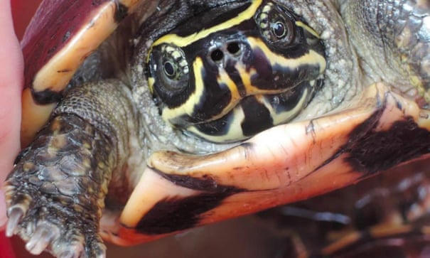 A snail-eating turtle discovered in the Greater Mekong region in 2016. Image: Montri Sumontha/WWF/PA