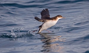 Manx Shearwater in St Bride’s Bay off Skomer Island Pembrokeshire Wales, UK.