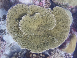 A bleached specimen of Acropora clathrata on the Great Barrier Reef