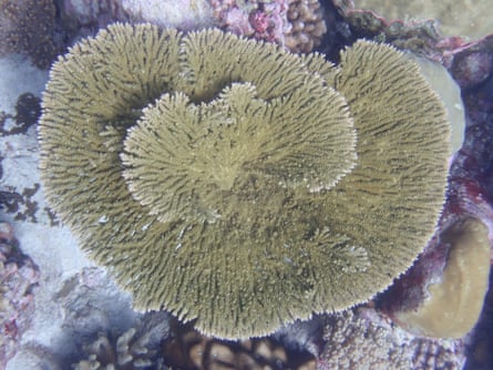 An unbleached specimen of Acropora clathrata on the Great Barrier Reef