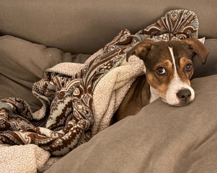 A dog using an Addison Rugs Modern Sherpa Throw Blanket