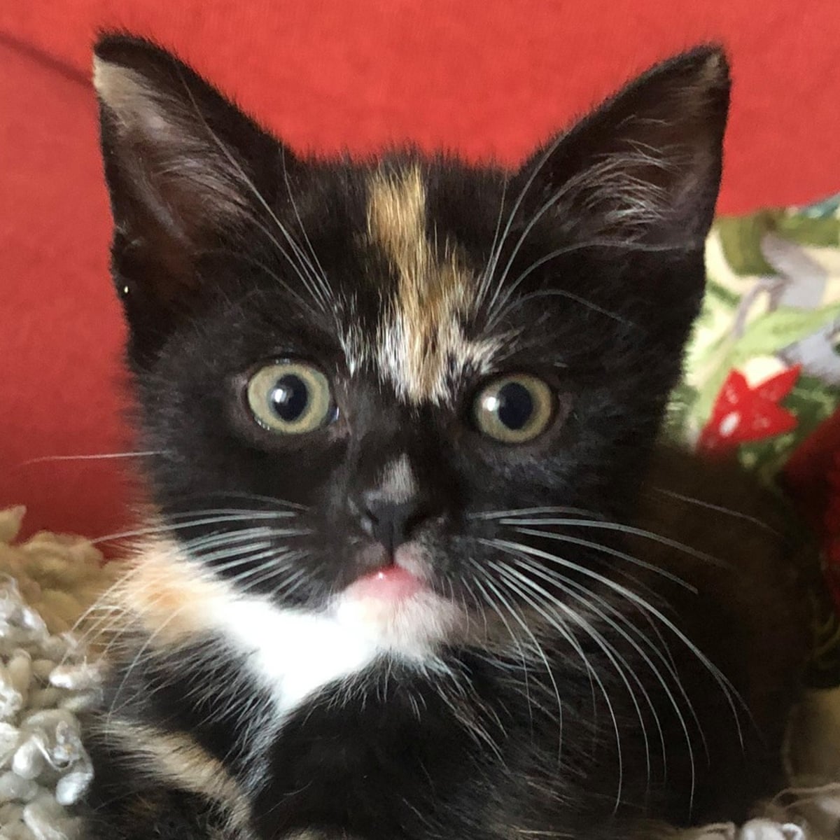 It Felt Good To Be Needed How Getting A Cat Prepared Me For Motherhood Life And Style The Guardian It Felt Good To Be Needed How Getting A Cat Prepared Me For Motherhood Life And Style The Guardian