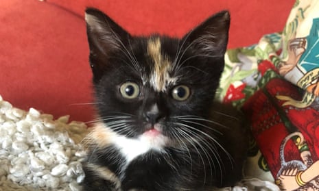 It Felt Good To Be Needed How Getting A Cat Prepared Me For Motherhood Life And Style The Guardian It Felt Good To Be Needed How Getting A Cat Prepared Me For Motherhood Life And Style The Guardian