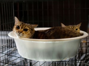Cats rescued by Kato rest in a cage at his home