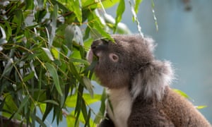 Koala Creek, eating leaves, Longleat
