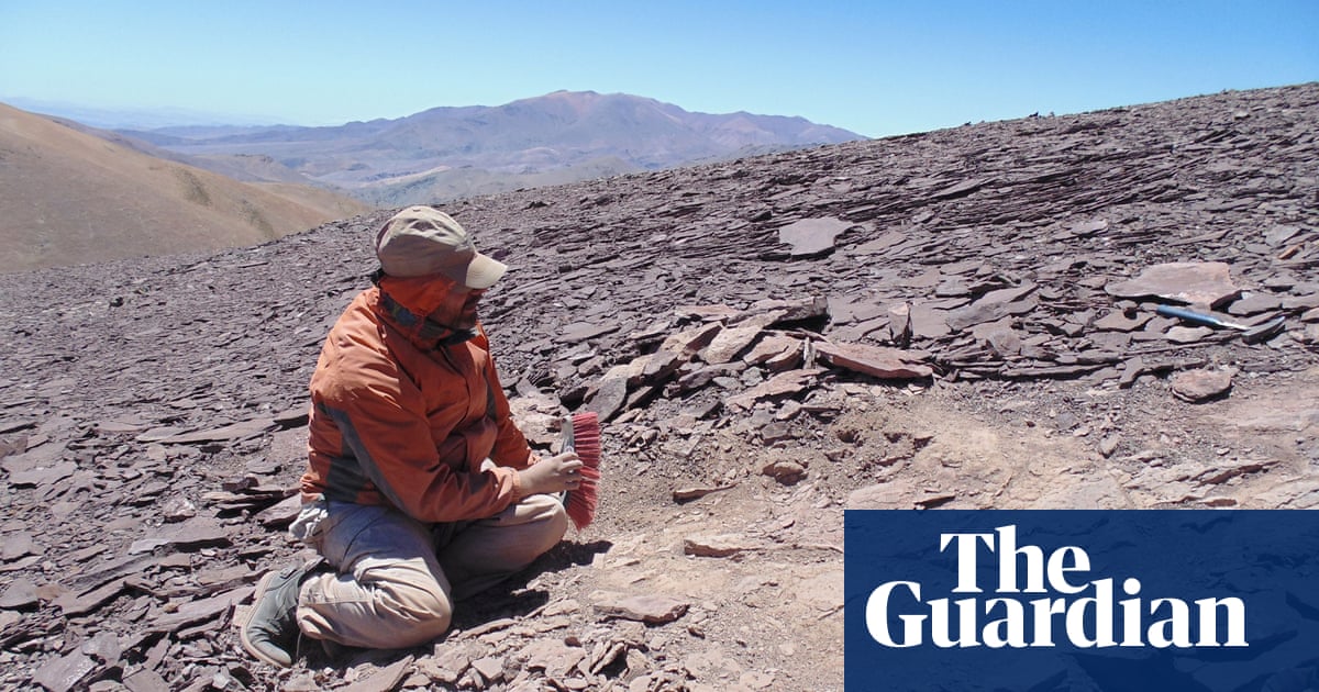 Ancient cemetery of flying reptiles unearthed in Chile’s Atacama desert