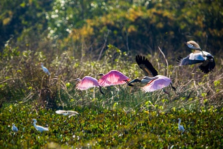 Vários grandes pássaros cor-de-rosa, assim como uma cegonha, voam em uma paisagem verde.