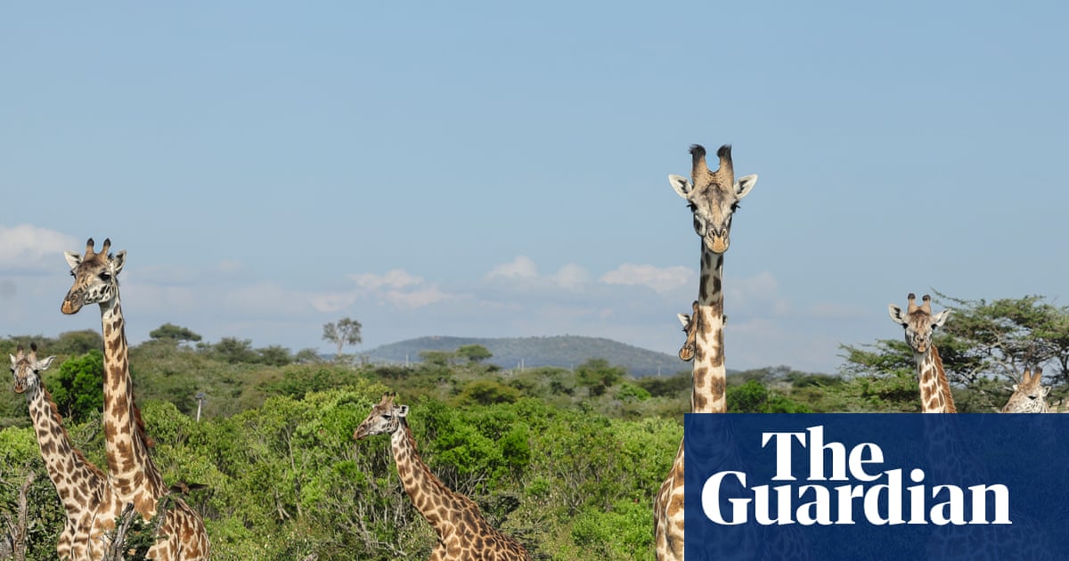 A British ban on imports of hunting trophies is long overdue | Letters