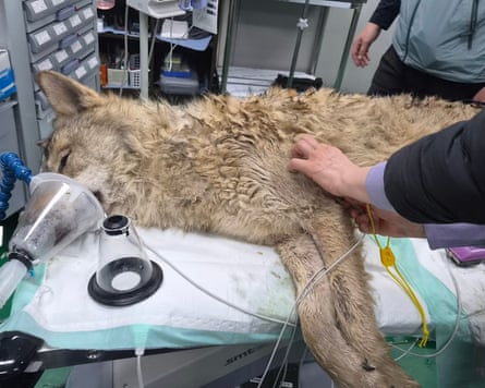 A vet examines the condition of Neukgu at O-World zoo in Daejeon, South Korea, on Friday.