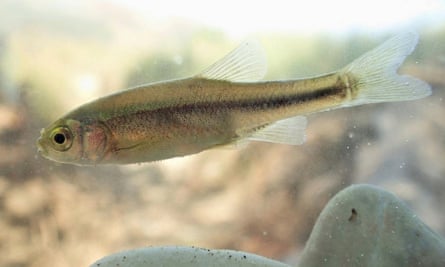 This, as yet unnamed fish species, previously unknown to science, is considered threatened by a planned hydropower plant Poçem on the river Vjosa, Albania