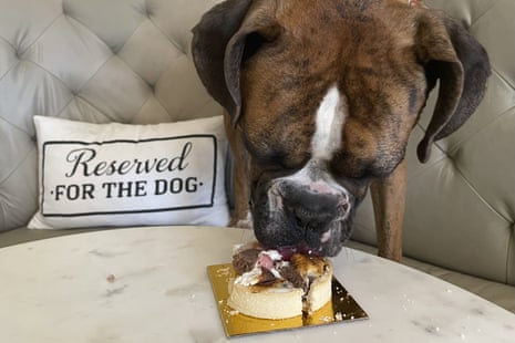 A brindle boxer stands in a booth eating a treat from a gold foil board on a white marble table. A pillow nearby bears the phrase 'Reserved for the dog'.