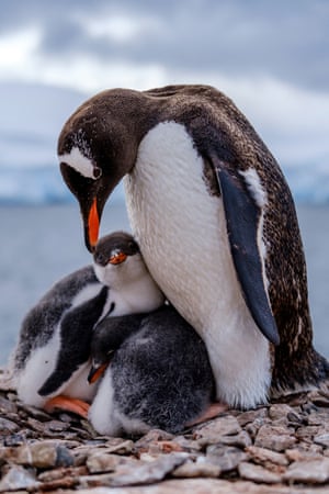 A family of penguins